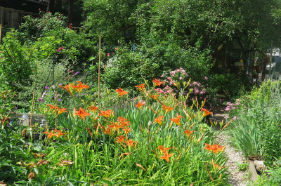 Lilies on the West Garden Path