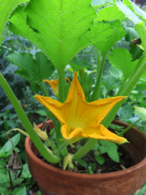 Squash Blossom