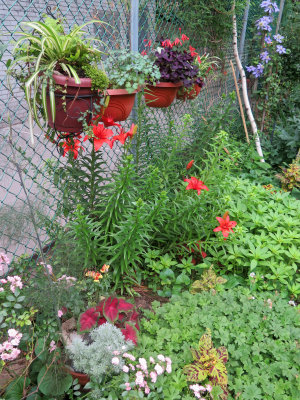 East Fence Garden Plot