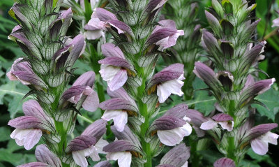 Acanthus molis