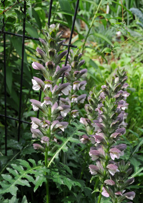 Acanthus molis