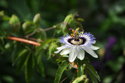 Passion Flower