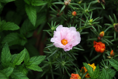 Moss Rose or Portulaca