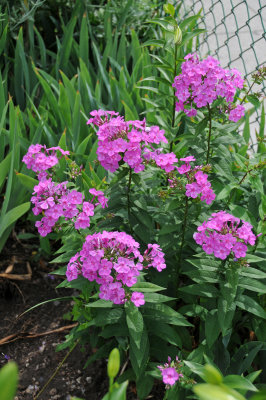 Phlox paniculata or Pink Phlox