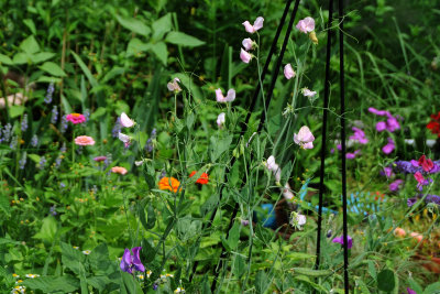 Sweet Peas