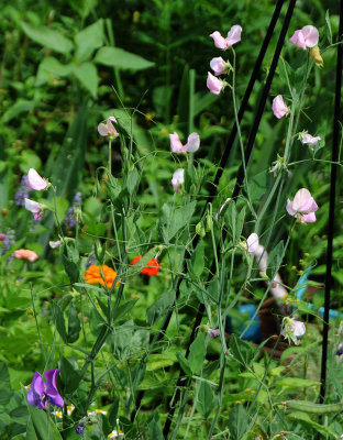 Sweet Peas