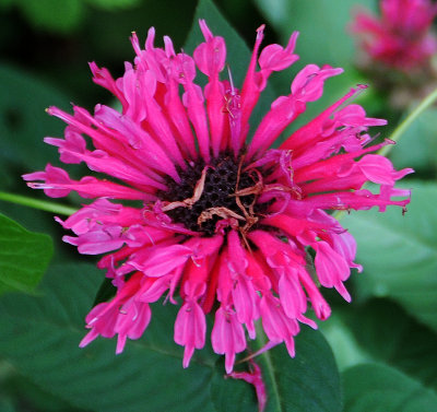 Bee Balm or Monarda