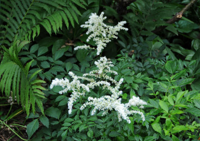 Feathers or Astilbe