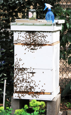 Bee Hive - LaGuardia Corner Garden