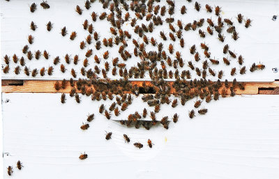 Garden Bee Hive