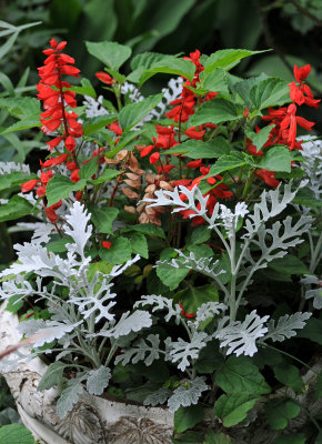 Red Salvia & Silver Sencio 