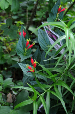 Indian Pinks or Spigelia marylandia