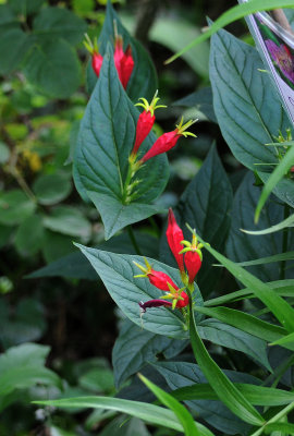 Indian Pinks or Spigelia marylandia