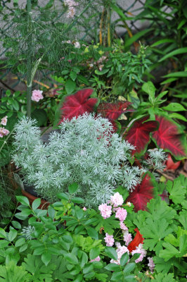 Amsonia, Caladium & Geranium