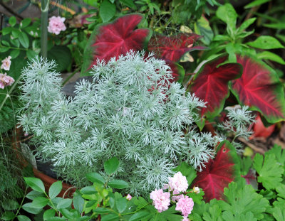 Amsonia & Caladium