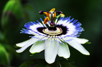 Passion Flower