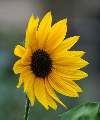 Helianthus or Sunflower