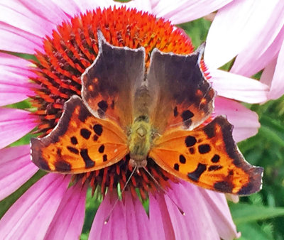 Question Mark Butterfly on an Echinacea Blossom