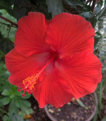 Red Hibiscus Blossom