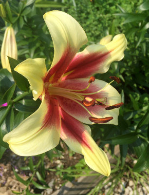 July 5, 2015 Photo Shoot - LaGuardia Corner Community Garden