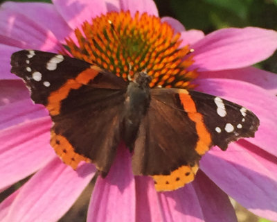 Red Admiral Butterfly on a Echinacea Blossom