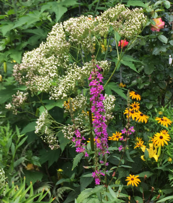 July 12-13, 2015 Photo Shoot - Mostly LaGuardia Corner Community Garden