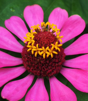 Zinnias are in Bloom