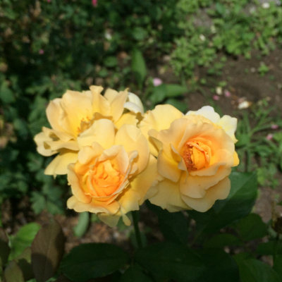g9/26/411626/3/160816868.PSOtm0QM.jpg