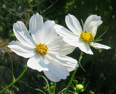 White Cosmos Blossoms in the Wind