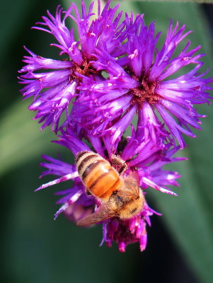 Bee on an Ironweed Flower