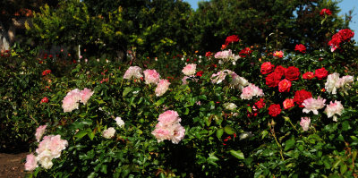 Rose Garden - Balboa Park