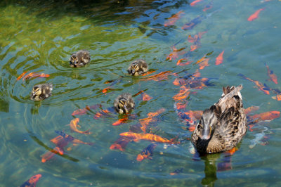 Mother Duck with Her 4 Chicks & Goldfish