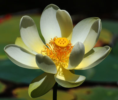 Lotus Blossom in Balboa Park Water Lily Pond