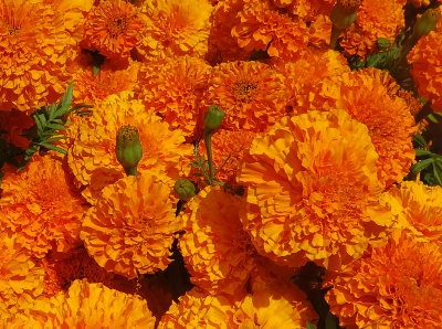 Summer Marigold Blossoms