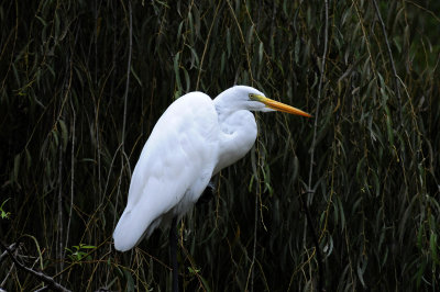 DSC_8322.jpg