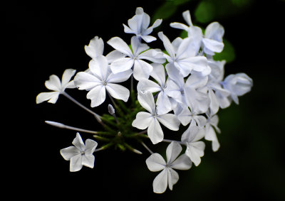 DSC_8334.jpg