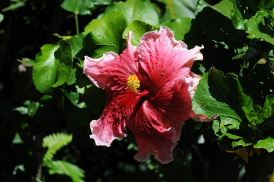 DSC_8338.jpg