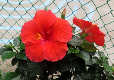 Hibiscus Blossoms