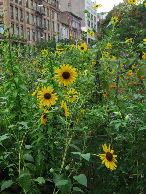 Sunflowers & Garden View
