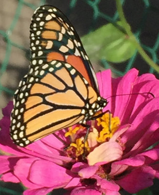 September 16, 2015 Photo Shoot - iPhone LaGuardia Corner Community Garden & Monarchs