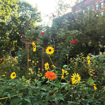 September 16, 2015 LaGuardia Corner Community Garden