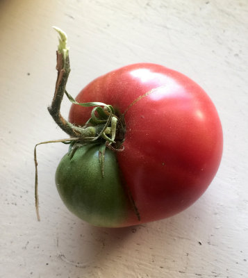 Heirloom Garden Tomato 
