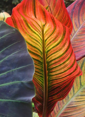 Canna or Indian Shot Foliage Detail