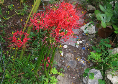 Hurricane Lily or Licoris Radiata