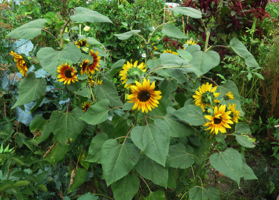 Aster Sunflowers