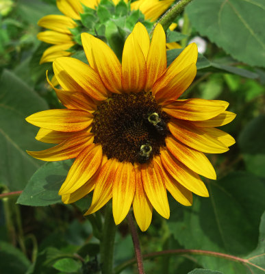 Aster Sunflower