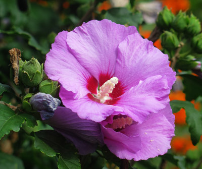 Rose of Sharon or Hibiscus
