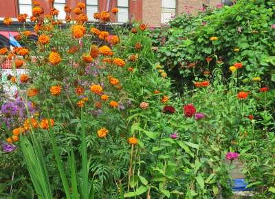 Garden Plot Mostly Marigolds & Zinnias