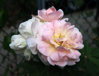 Mordan Blush Roses