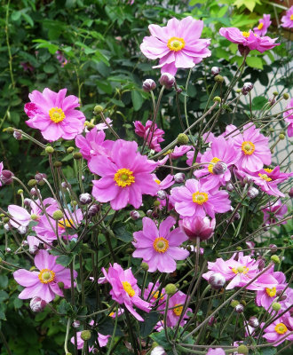 Japanese Anenomes in Bloom